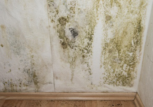 Mould treatment and prevention in Bishop Auckland and County Durham